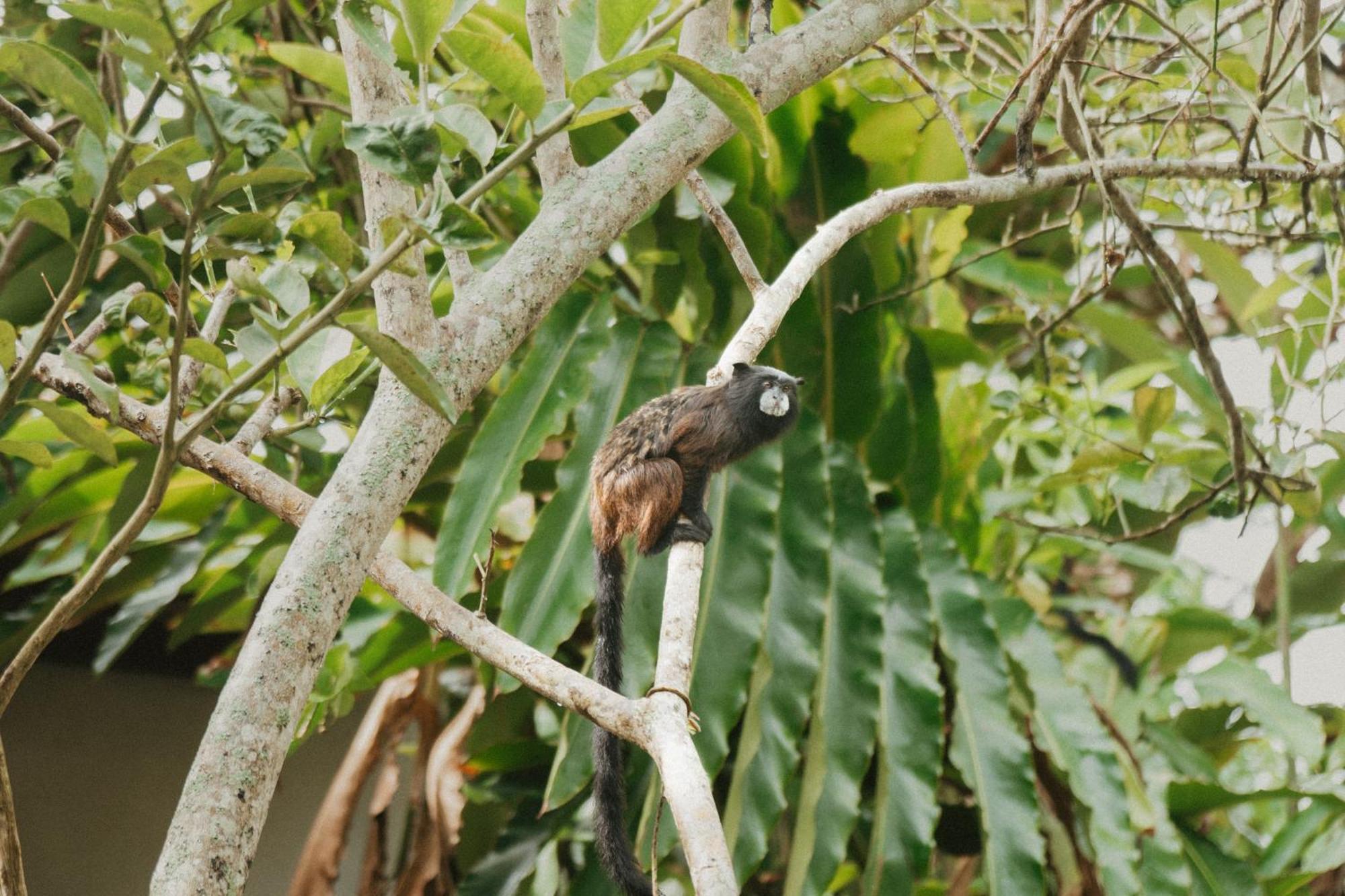 Villa Lu Amazon Ecolodge Tarapoto Eksteriør billede