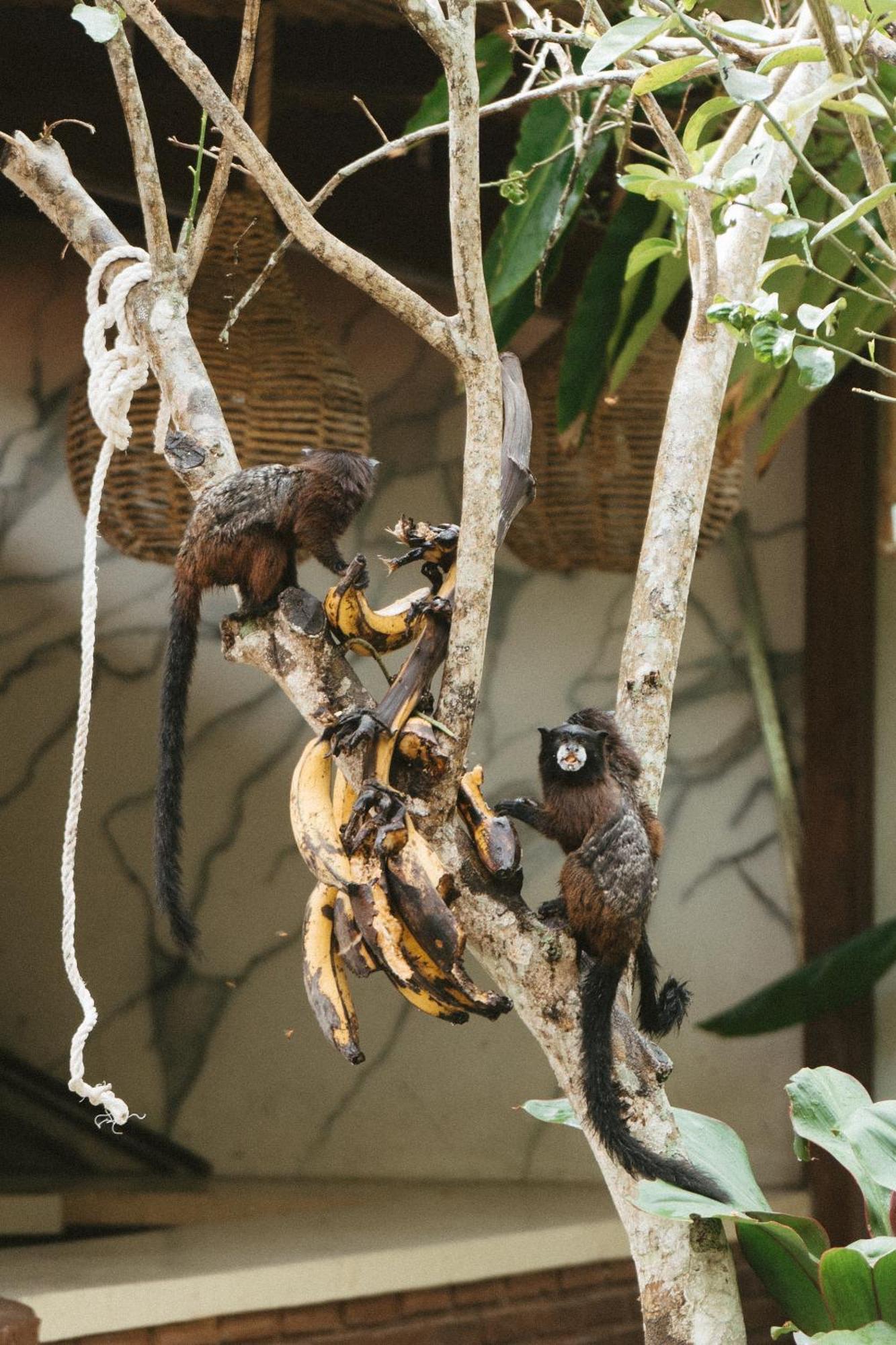 Villa Lu Amazon Ecolodge Tarapoto Eksteriør billede